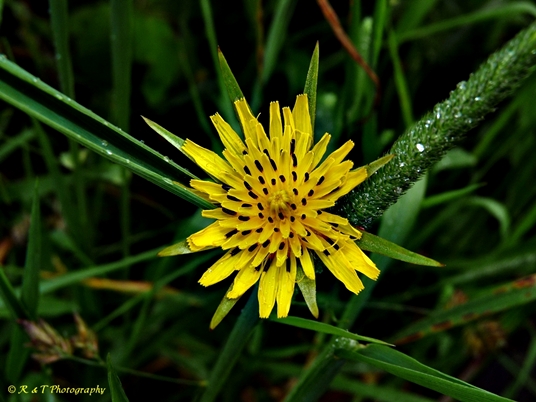 {Tragopogon dubius}